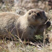 Doğanın en yalnız hayvanları