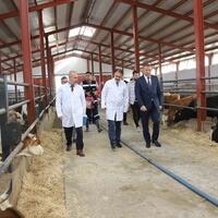 Türkiye'de 'Şap virüsü' alarmı! Şap hastalığı nedir?