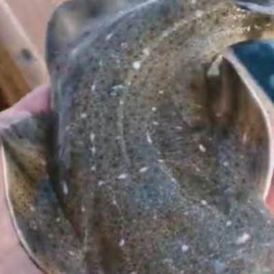 Teknede doğum yaptı... Balıkçılar görüntüledi