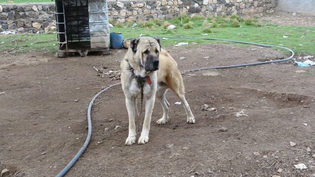 Bu köyde ev sayısından fazla Kangal köpeği var!