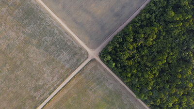 Amazon Ormanları'nda 'ormansızlaştırma rekoru' kırıldı