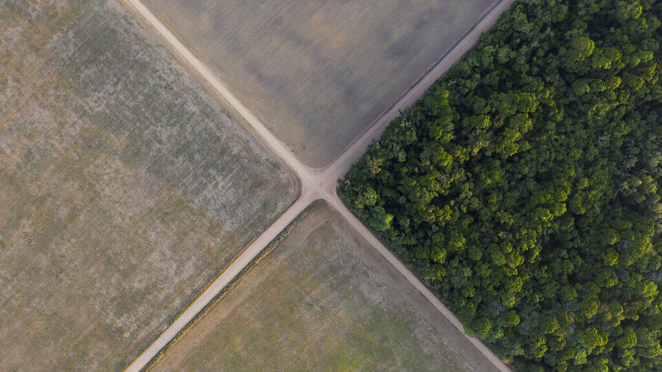 Amazon Ormanları'nda 'ormansızlaştırma rekoru' kırıldı