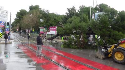 Kültürpark önündeki ağaç devrildi