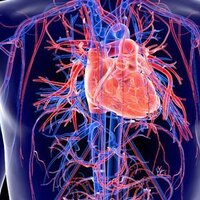 Uzmanlar mutlaka tüketin diyor! Kalp krizini önleyen 7 besin!