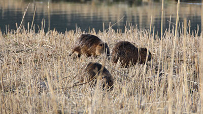 Anavatanları Güney Amerika! Ağrı Dağı'nın eteğinde görüldü!