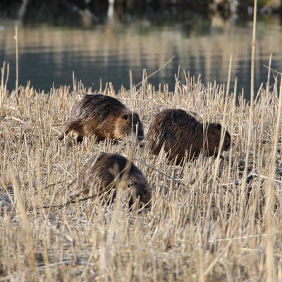 Anavatanları Güney Amerika! Ağrı Dağı'nın eteğinde görüldü!