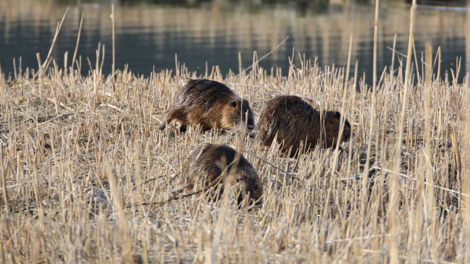 Anavatanları Güney Amerika! Ağrı Dağı'nın eteğinde görüldü!