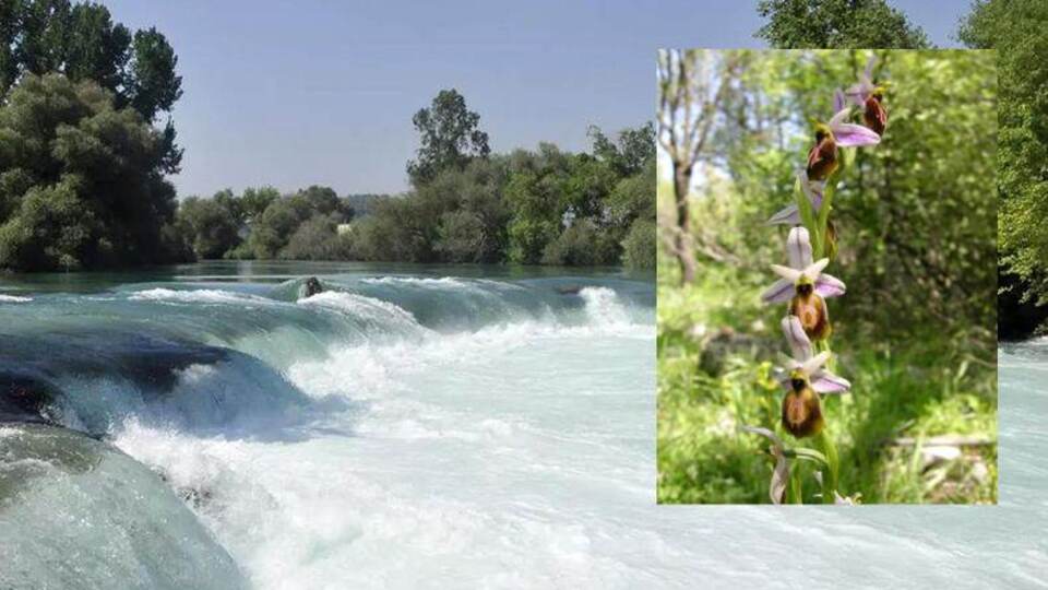 Likya orkidesi ve Manavgat Şelalesi için 'kesin korunacak hassas alan' tescili