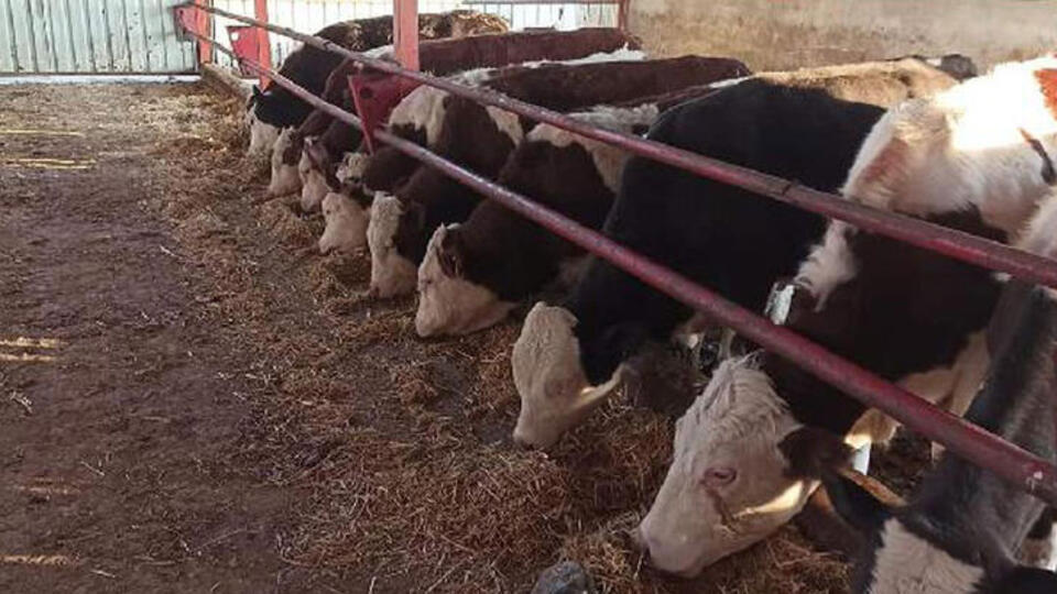 Zonguldak'ta 215 köyde şap karantinası