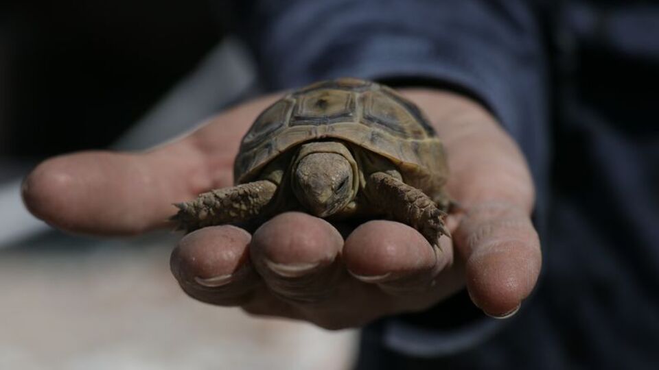 Enkaz altındaki kaplumbağasını 38 gün sonra canlı buldu