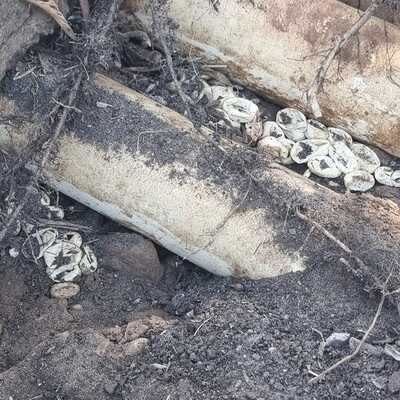 2 yaşındaki bebek ölümcül yılanı kovaladı, yuvaları bulundu