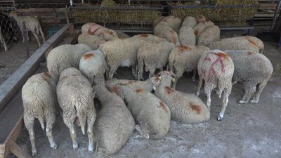 Trakya'dan şap hastalığı açıklaması