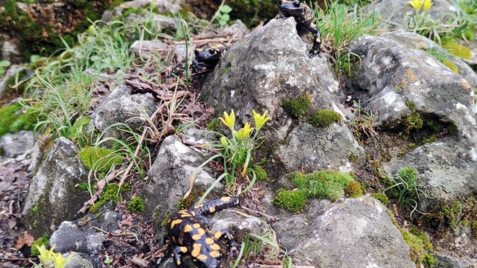 Yağmurla birlikte 'doğanın gizli kahramanları' iş başı yaptı