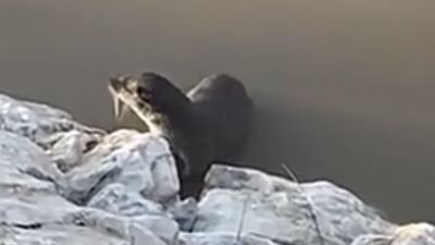 Tunceli'de görüntülendi... Nesli tehdit altında!