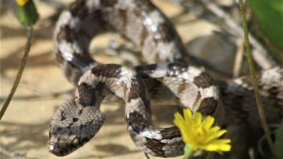 İsmi: Kedi gözlü yılan! Şehrin tam ortasında bulundu