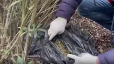 Denizli'de 11 kilo 200 gram esrar ele geçirildi