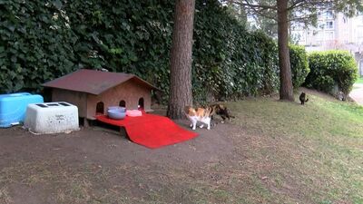 Bunun adı vahşilik! Daha 15 günlük...