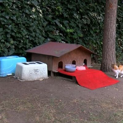 Bunun adı vahşilik! Daha 15 günlük...