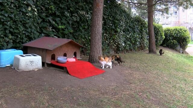 Bunun adı vahşilik! Daha 15 günlük...