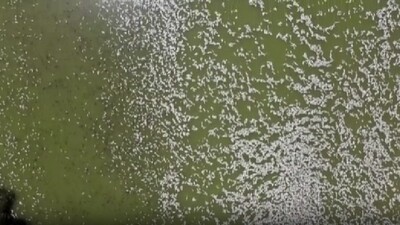 Avustralya'da milyonlarca balık öldü