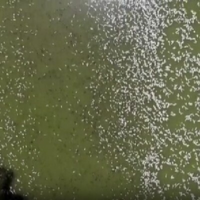 Avustralya’da milyonlarca balık öldü