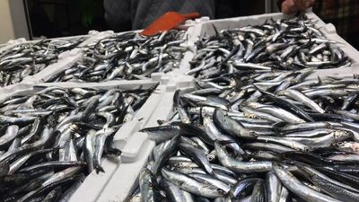 Tüm Karadeniz'de... Hamsi için kritik çağrı!