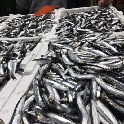 Tüm Karadeniz'de... Hamsi için kritik çağrı!