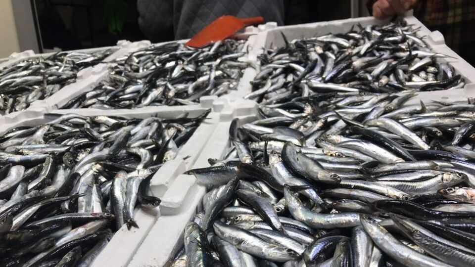 Tüm Karadeniz'de... Hamsi için kritik çağrı!
