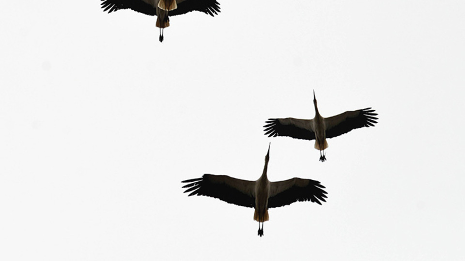 Baharın müjdecileri gelmeye başladı