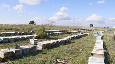 Petekleri çaldılar, arıları öldürdüler