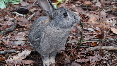Ordu'da bulundu, doğaya salındı