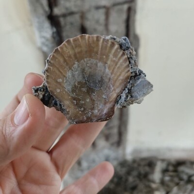 Kız Kulesi'nde midye kabuğu çıktı