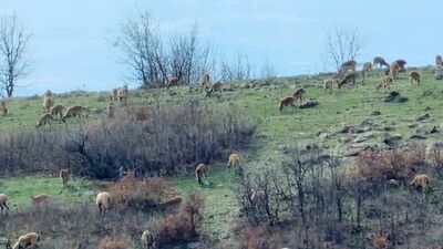 Sürü halinde görüntülendi... Nesli tehlikede