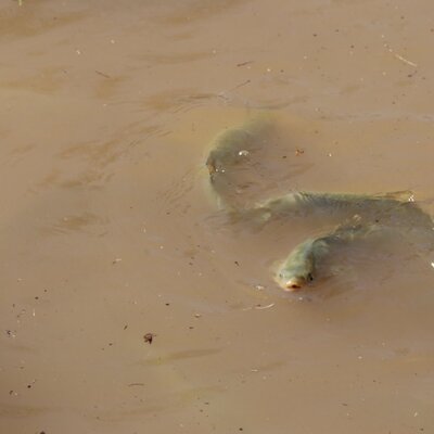 Sel sularının vurduğu Balıklıgöl'de balıklar göründü