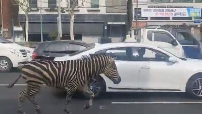 Hayvanat bahçesinden kaçtı, şehirde görüntülendi