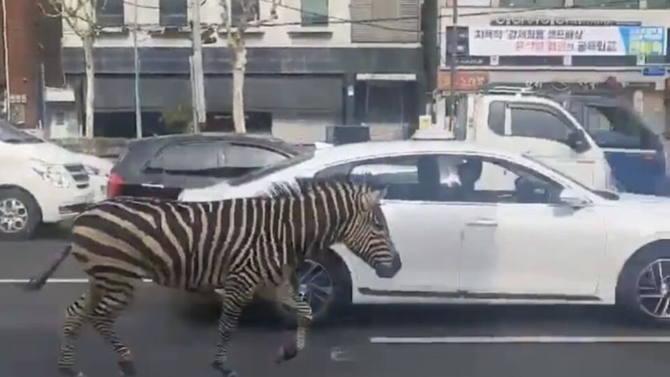 Hayvanat bahçesinden kaçtı, şehirde görüntülendi