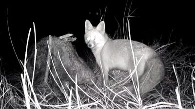 Tilkinin post mücadelesi fotokapana yansıdı