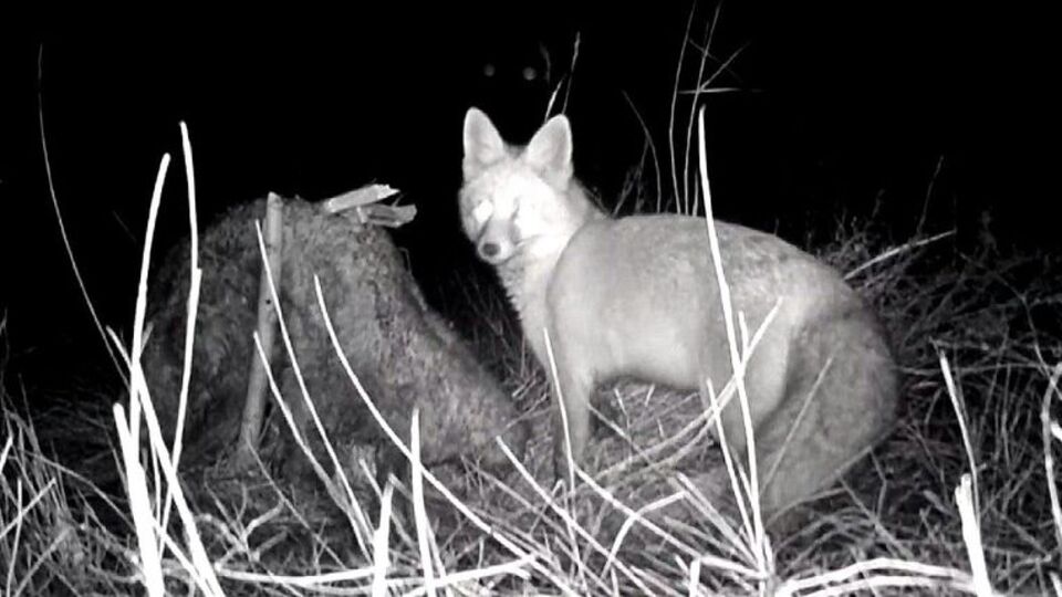 Tilkinin post mücadelesi fotokapana yansıdı