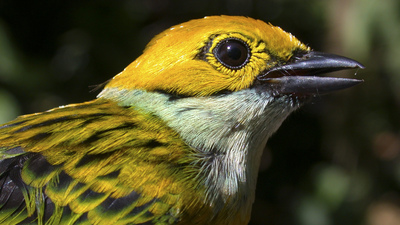Kahve tarlaları kuşların beslenme düzenini bozuyor