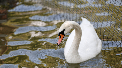 Angutun vefası, kuğunun son şarkısı
