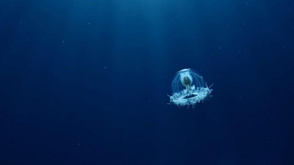 Bilim insanlarını büyüleyen üç 'ölümsüz' canlı