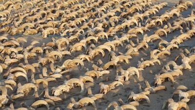 2 bin mumyalanmış koç başı bulundu