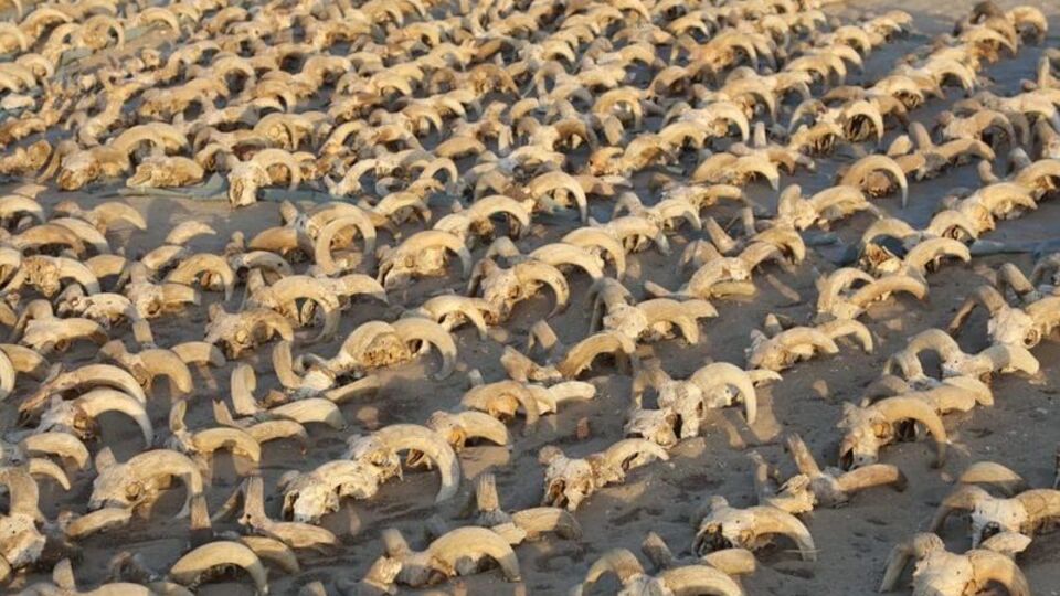 2 bin mumyalanmış koç başı bulundu