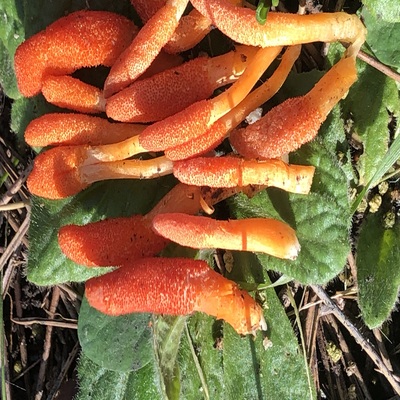 Dizilere konu olan 'zombi mantarı' İstanbul'da görüldü