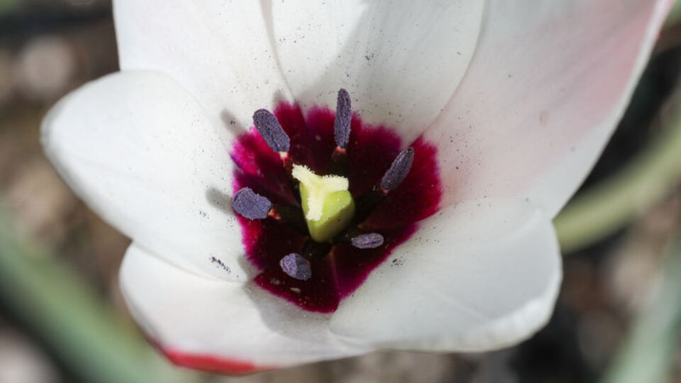 Türkiye'deki tek doğal yaşam alanı İzmir!