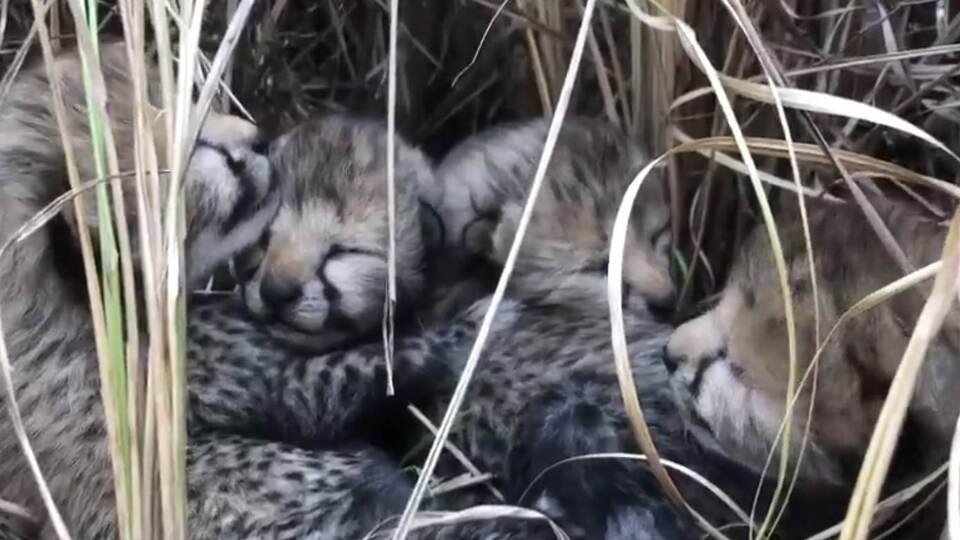 Nesli tükenmekte olan Namibya çitasının 4 yavrusu oldu