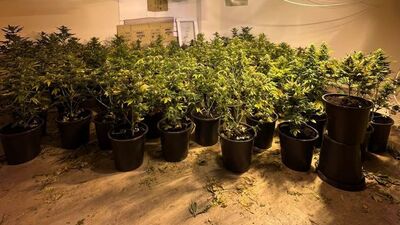 Antalya'da evde Hint keneviri yetiştiren 2 zanlı tutuklandı