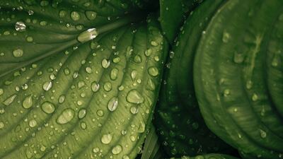 Bitkilerin ağladığında çıkardığı ses kaydedildi!