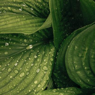 Bitkilerin ağladığında çıkardığı ses kaydedildi!