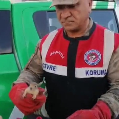 Jandarma, yolcu otobüsü bagajında 15 yavru sincap buldu